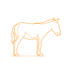 Animals Equines Mongolian Wild Ass Editable Svg Line Art, Free Vectors File